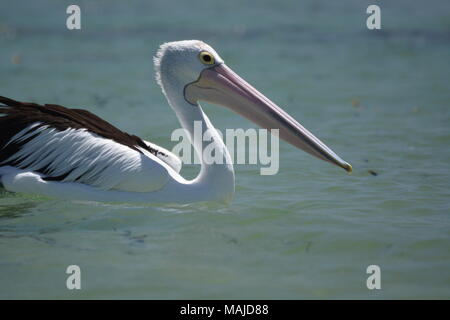 Pellicano. Monkey Mia. La Baia degli Squali. Australia occidentale Foto Stock