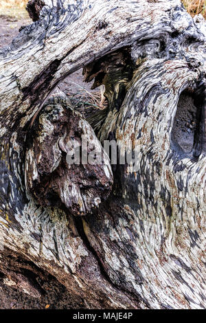 Immagine astratta di un vecchio albero alterò il moncone nel nord di Oregon. Foto Stock