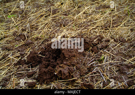 Antica moneta che avete appena scavato, Russia Foto Stock
