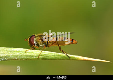 Passare il puntatore del mouse sul fly thorn Foto Stock