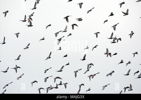 Piccioni, gregge gigante Foto Stock
