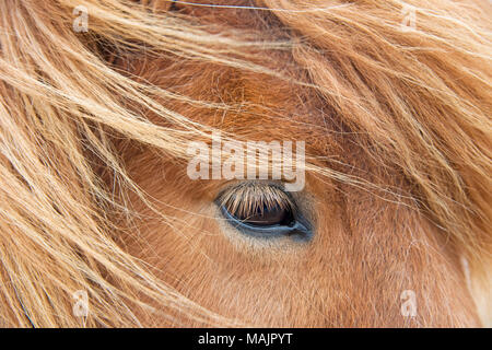 Cavallo islandese chiudere occhio fino Foto Stock