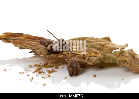 Essiccato di foglie di tabacco con i semi di tabacco isolati su sfondo bianco. Pianta di tabacco. Foto Stock