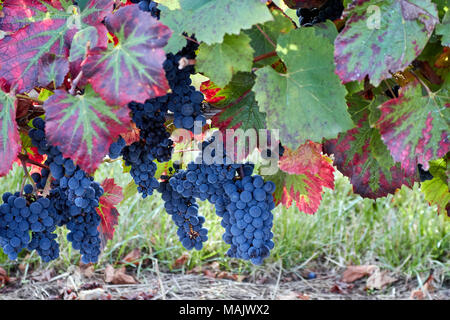 Immagine astratta di uve da vino su una vite in Francia Foto Stock