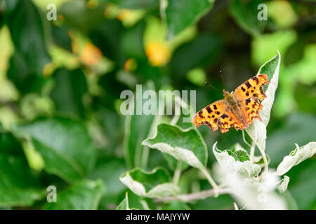 Una virgola butterfly poggia su una foglia Foto Stock