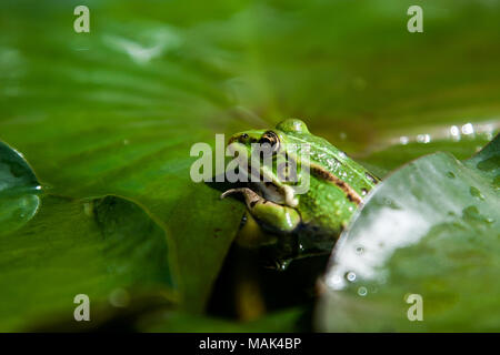 Su una grande foglia verde seduta il rospo verde Foto Stock