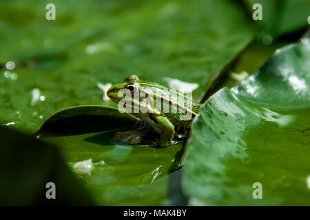 Su una grande foglia verde seduta il rospo verde Foto Stock