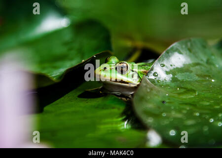 Su una grande foglia verde seduta il rospo verde Foto Stock