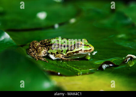 Su una grande foglia verde seduta il rospo verde Foto Stock