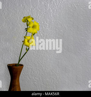 Messa a fuoco selettiva su giallo Oxalis fiori in legno vaso di fiori isolati in uno sfondo bianco, con abbondanza di copyspace Foto Stock
