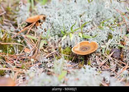 Macro shot di funghi in bianco delle renne Foto Stock