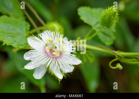 Frutti della passione fiore Foto Stock