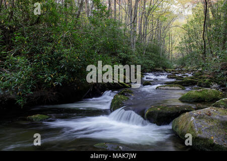 Lynn Camp rebbio è uno dei due principali affluenti che compongono il polo centrale del piccolo fiume nella Great Smoky Mountain National Park. Vi si può accedere attraverso il polo centrale il sentiero che segue il flusso. Il piccolo fiume è di circa 60 miglia lungo e molto panoramico. Essa inizia entro il Great Smoky National Park e alla fine si svuota nel fiume Tennessee a Fort Loudon Lago. Foto Stock