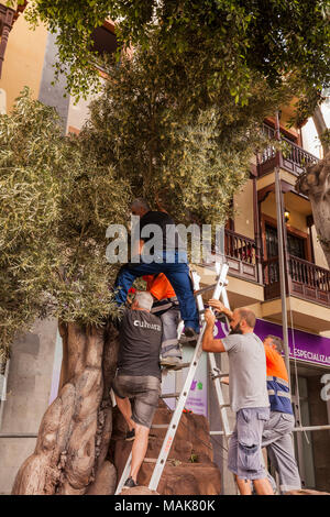 Scene essendo impostati per l annuale Venerdì Santo Passion Play in Calle Grande, installazione di arbusti per il giardino della fase Gethsamene, Adeje, tener Foto Stock