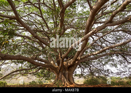 Banyan branche di diffusione ampia nel vicino Lago Inle, Myanmar Foto Stock