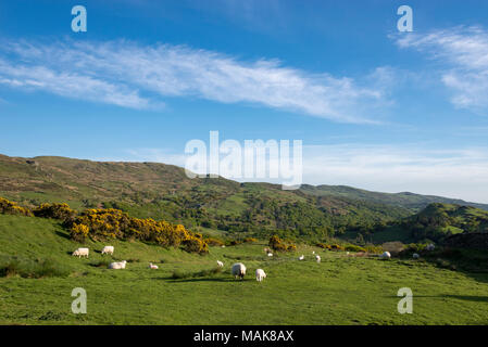 Pecore al pascolo sulle colline vicino a Harlech in Snowdonia, il Galles del Nord. Un bel pomeriggio di primavera. Foto Stock