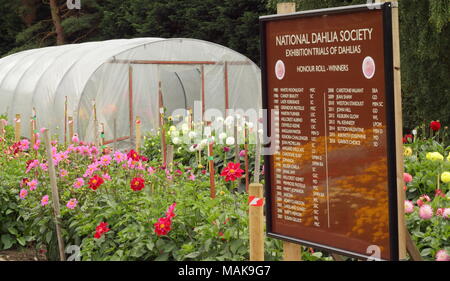 Dalie in piena fioritura a livello nazionale Dahlia società giardini di prova al Golden Acre Park, un parco pubblico vicino a Bramhope, Leeds, Yorkshire, Regno Unito Foto Stock