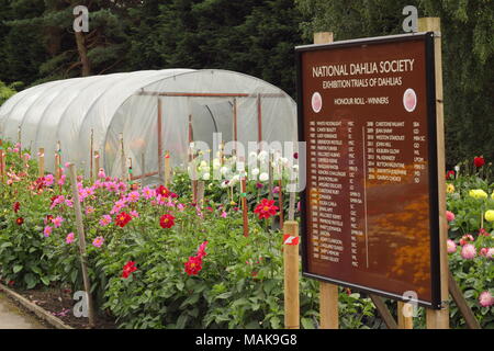 Dalie in piena fioritura a livello nazionale Dahlia società giardini di prova al Golden Acre Park, un parco pubblico vicino a Bramhope, Leeds, Yorkshire, Regno Unito Foto Stock