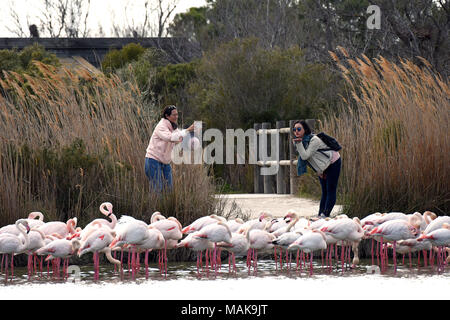 Femmina di turisti in posa con i fenicotteri rosa nel parco ornitologico Camargue, Francia. Foto Stock