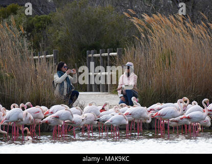 Femmina di turisti in posa con i fenicotteri rosa in Camargue, Francia. Foto Stock