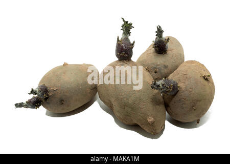 La germogliazione Charlotte tuberi seme di patate isolato su uno sfondo bianco. Foto Stock