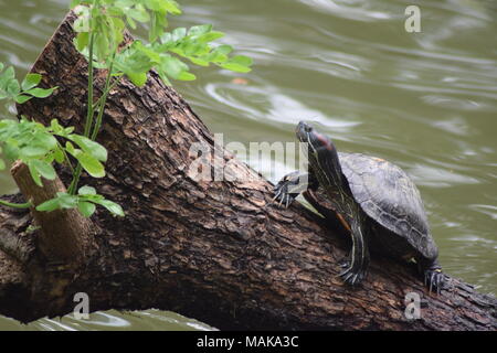 Turtle terrapin in Bangkok Lumpini Park rettile della Thailandia Foto Stock