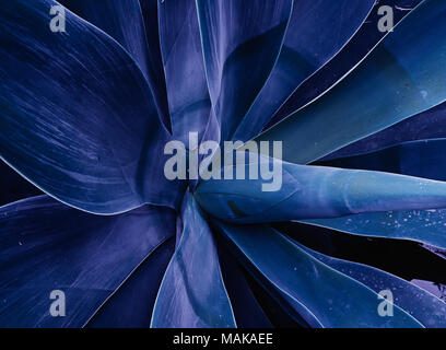 Close up di pianta Agave Attenuata Blue Fox Tail impianto. Abstract floreali dai toni alla moda ultra violet modello sfondo pattern Foto Stock