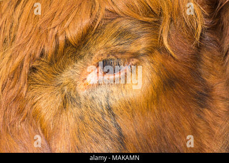 Abstract close up dettaglio dell occhio e ciglia di Highland bovini mucca nell isola di Skye in Scozia, nel Regno Unito nel mese di marzo Foto Stock