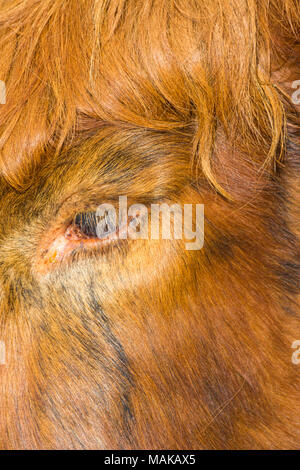 Abstract close up dettaglio dell occhio e ciglia di Highland bovini mucca nell isola di Skye in Scozia, nel Regno Unito nel mese di marzo Foto Stock