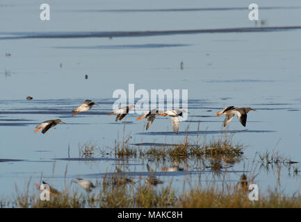 Gregge di Redshank, Tringa totanus, in volo, Morecambe Bay, Lancashire, Regno Unito Foto Stock