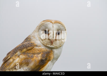 Il barbagianni (Tyto alba) ritratto contro uno sfondo bianco, Regno Unito Foto Stock