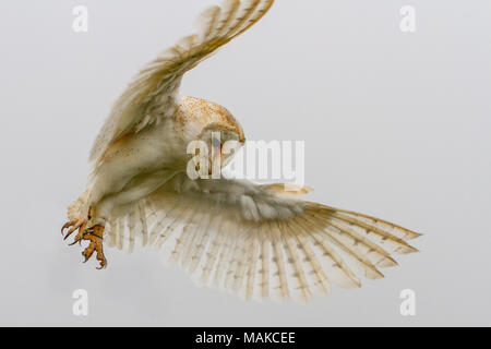 Il barbagianni (Tyto alba) battenti ritratto contro uno sfondo bianco, Regno Unito Foto Stock
