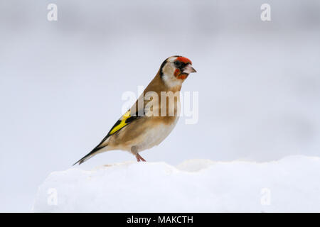 Cardellino (Carduelis carduelis) arroccato nella neve, Regno Unito Foto Stock