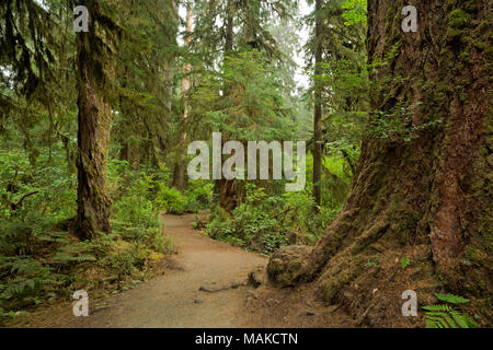 WA13980-00...WASHINGTON - coperte di muschio alberi di acero e fern coperto forest floor visto lungo la Hall di muschi trail nel Hoh Rain Forest area di Foto Stock