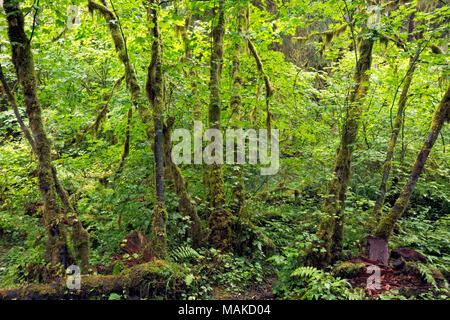 WA13986-00...WASHINGTON - la crescita densa di muschio coperto giovani alberi lungo il salone di muschi Sentiero Natura nel Hoh Rain Forest area della nazione olimpico Foto Stock