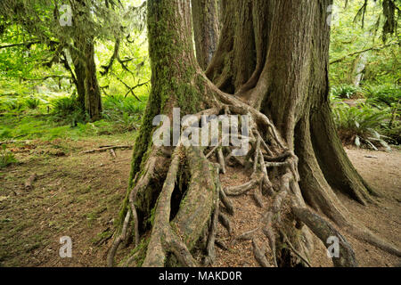 WA13988-00...WASHINGTON - un complicato tappeto di radici da una fila di alberi che hanno iniziato la vita su un registro di infermiere lungo il salone di muschi Sentiero Natura O Foto Stock