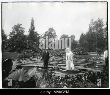 In orizzontale e di fotografia in bianco e nero che mostra un uomo e una donna in piedi sulla giant ninfee nel laghetto di gigli a Tower Grove Park. L uomo indossa un vestito e un cappello alle imbarcazioni, mentre la donna indossa un lungo e leggero, umettare oltre la gonna e camicetta, come pure un grande cappello. Tavole in legno corrono dietro l uomo e la donna, la connessione di diverse di ninfee. Altre ninfee e una varietà di alberi e cespugli possono essere visti sullo sfondo. Una nota manoscritta sul retro della stampa, eventualmente dal dottor William Swekosky, recita: 'permanente sulle ninfee Tower Grove Park." Titolo: Tower Grove Park Lily Foto Stock