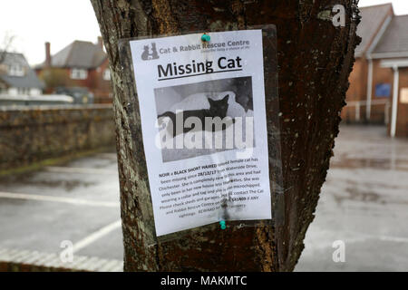 Gatto smarrito poster attaccato a un albero a Chichester, West Sussex, Regno Unito. Foto Stock