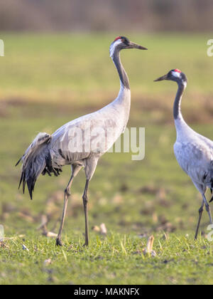 Uccelli selvatici Foto Stock