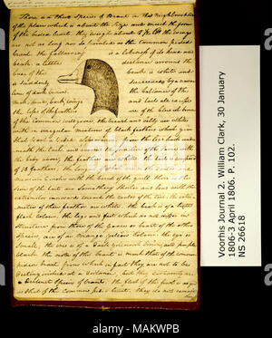 "C'è un terzo delle specie di Brant. . .' Include disegno di "testa di Brant [maggiore bianco-fronteggiata goose, Anser albifrons]." Titolo: Clark Family collection: Volume 2. Voorhis Gazzetta n. 2, pagina 102, 15 marzo 1806 . Il 15 marzo 1806. Clark, William, 1770-1838 Foto Stock