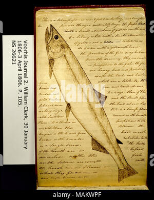 "Questa è una somiglianza di essa; era di 2 piedi 8 pollici di lunghezza. . .' Include disegno di 'Bianco trota salmone [coho salmone, Oncorhyncus kisutch]." Titolo: Clark Family collection: Volume 2. Voorhis Gazzetta n. 2, pagina 105, 16 marzo 1806 . Il 16 marzo 1806. Clark, William, 1770-1838 Foto Stock
