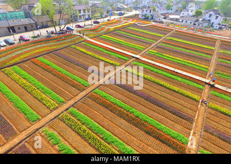 Nanjing, Nanjing, Cina. 2 apr, 2018. Nanjing, Cina-2nd Aprile 2018: Tulipani blossom in Nanjing East cinese della provincia di Jiangsu. Credito: SIPA Asia/ZUMA filo/Alamy Live News Foto Stock