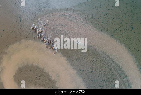 Nanchang. 3 apr, 2018. Questa foto aerea adottate il 3 aprile 2018 mostra una mandria di galoppo milu cervi nella zona umida intorno al lago Poyang in Cina orientale della provincia di Jiangxi. Cina Martedì rilasciato 47 milu rari cervi nel selvaggio nella zona umida intorno al lago Poyang per migliorare la biodiversità e proteggere l'ecosistema del paese più grande lago d'acqua dolce. Credito: Zhou Mi/Xinhua/Alamy Live News Foto Stock