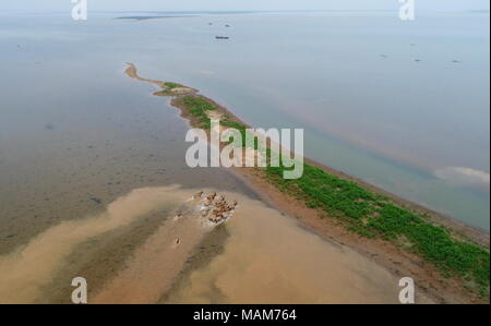 Nanchang. 3 apr, 2018. Questa foto aerea adottate il 3 aprile 2018 mostra una mandria di galoppo milu cervi nella zona umida intorno al lago Poyang in Cina orientale della provincia di Jiangxi. Cina Martedì rilasciato 47 milu rari cervi nel selvaggio nella zona umida intorno al lago Poyang per migliorare la biodiversità e proteggere l'ecosistema del paese più grande lago d'acqua dolce. Credito: Zhou Mi/Xinhua/Alamy Live News Foto Stock