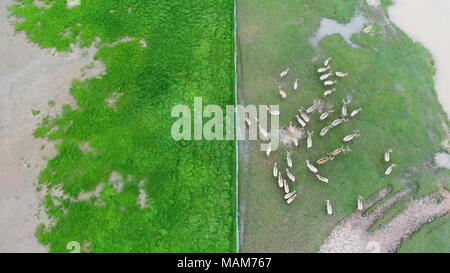 Nanchang. 3 apr, 2018. In questa foto aerea adottate il 3 aprile 2018, una mandria di milu cervi di aspettare di essere liberati nella zona umida intorno al lago Poyang in Cina orientale della provincia di Jiangxi. Cina Martedì rilasciato 47 milu rari cervi nel selvaggio nella zona umida intorno al lago Poyang per migliorare la biodiversità e proteggere l'ecosistema del paese più grande lago d'acqua dolce. Credito: Zhou Mi/Xinhua/Alamy Live News Foto Stock