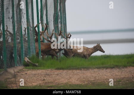 Nanchang. 3 apr, 2018. Una mandria di cervi milu lascia un'area recintata quando essi sono liberi nella zona umida intorno al lago Poyang in Cina orientale della provincia di Jiangxi, 3 aprile 2018. Cina Martedì rilasciato 47 milu rari cervi nel selvaggio nella zona umida intorno al lago Poyang per migliorare la biodiversità e proteggere l'ecosistema del paese più grande lago d'acqua dolce. Credito: Zhou Mi/Xinhua/Alamy Live News Foto Stock