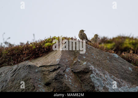 Burley Moor, West Yorkshire, Regno Unito. Il 3 aprile 2018. Regno Unito wildlife: Burley Moor, West Yorkshire, Regno Unito. Il 3 aprile 2018. Due prato pipits sedersi su una roccia con le zanzare intorno battenti le loro teste - Prato pipits sono predatori naturali della zanzara. Credito: Rebecca Cole/Alamy Live News Foto Stock