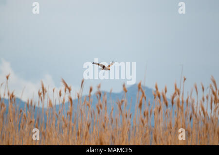 Falco di palude Circus aeruginosus, sorvolando reed, Aiguamolls Empordà, Catalogna, Spagna Foto Stock