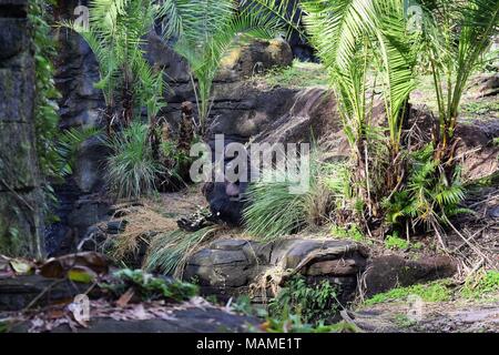 Western pianura gorilla godendo il suo pasto Foto Stock