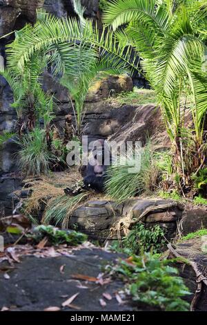 Western pianura gorilla godendo il suo pasto Foto Stock